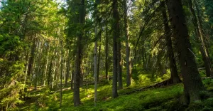 Silesia