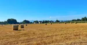 czechowicedziedzice,bronow,zniwa,lato,fotodnia,instagram