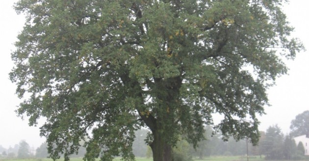 POmnik przyrody 2