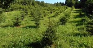 Nadleśnictwo Bielsko chce kupić lasy i grunty przeznaczone do zalesienia