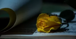 poezja, książka, literatura , wiersze