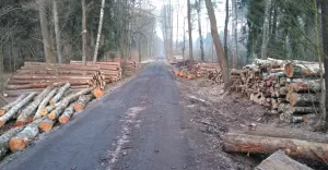 Drewno z czechowickich lasów trafia do Chin? Nadleśnictwo: to dezinformacja