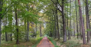 Zabrzeg,Czarnolesie,Jesień,Październik,Las,Spacer,LoveCzecho,LoveSilesia,fotodnia,instagram