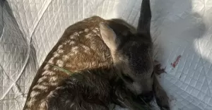 Ranna młoda sarna podczas koszenia wysokiej trawy