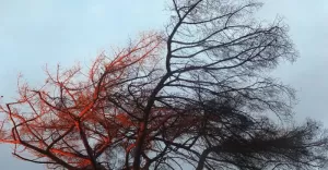 wiatr, wichura