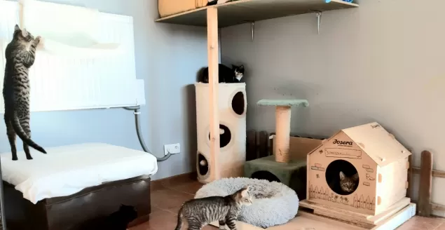 Fundacja traci przytulisko. Szuka nowych domów dla 10 kotów